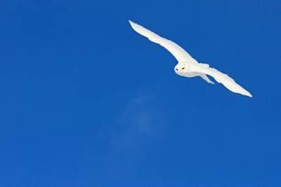 Snøuggler i Canada — 10