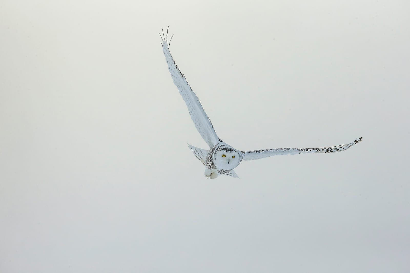 Canada — Lappugler og arktisk dyreliv