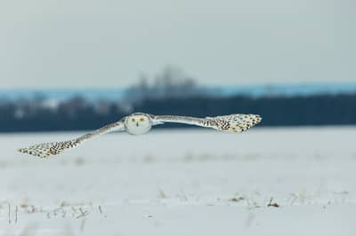 Snøuggler i Canada — 6