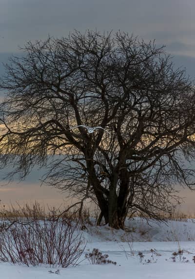 Snøuggler i Canada — 14