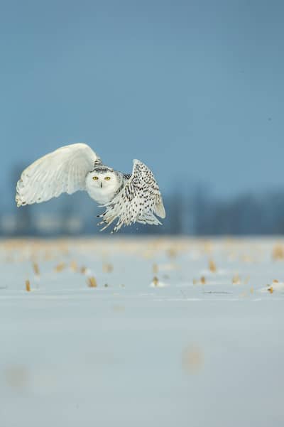 Snøuggler i Canada — 13