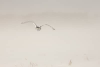 Snøuggler i Canada — 8