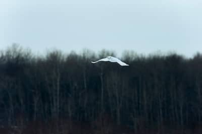 Snøuggler i Canada — 22