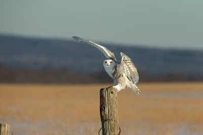 Snøuggler i Canada — 29