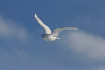 Snøuggler i Canada — 15