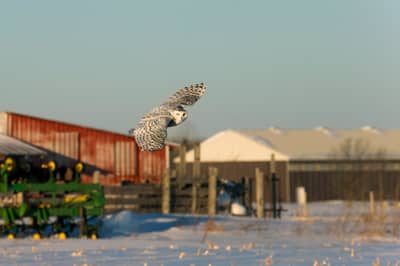 Snøuggler i Canada — 18