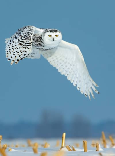 Snøuggler i Canada — 3