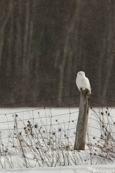 Snøuggler i Canada — 7