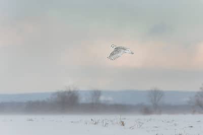 Snøuggler i Canada — 27