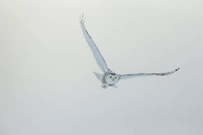 Snøuggler i Canada — 23