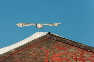 Snøuggler i Canada — 17