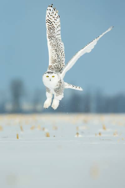 Snøuggler i Canada — 5