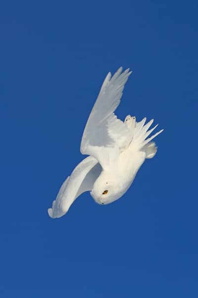 Snøuggler i Canada — 4