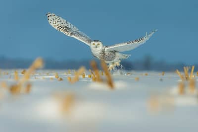 Snøuggler i Canada — 20