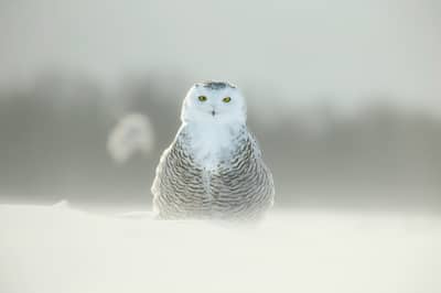 Snøuggler i Canada — 28