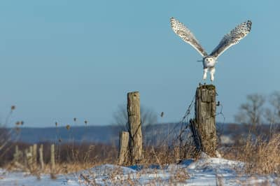 Snøuggler i Canada — 16