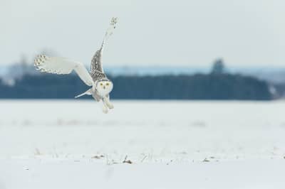 Snøuggler i Canada — 31