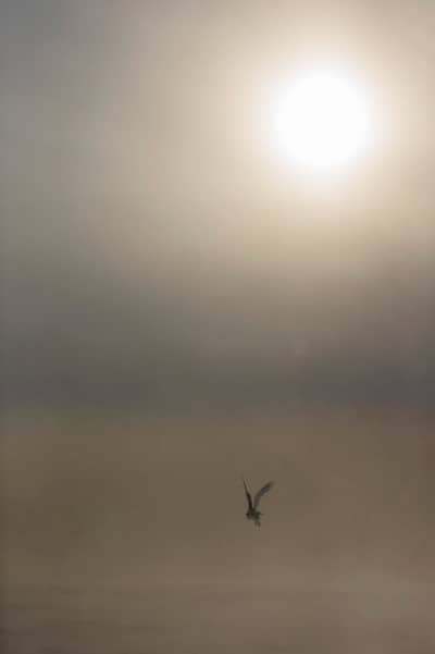 Snøuggler i Canada — 1