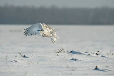 Snøuggler i Canada — 25