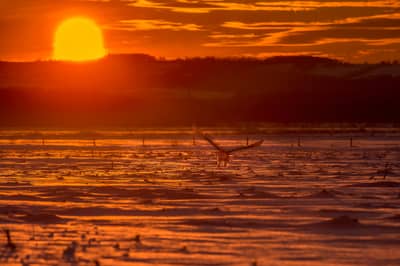 Snøuggler i Canada — 24