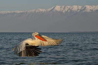 Gribb og pelikaner — 10