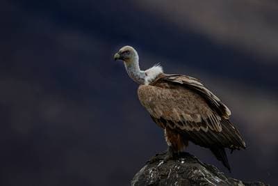 Gribb og pelikaner — 12