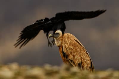 Gribb og pelikaner — 9