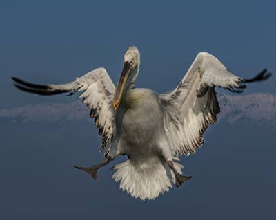 Gribb og pelikaner — 6