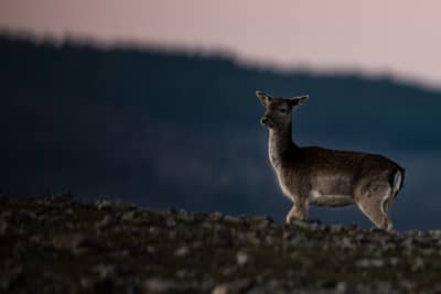 Gribb og pelikaner — 17