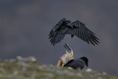 Gribb og pelikaner — 18