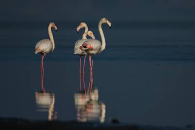 Gribb og pelikaner — 16