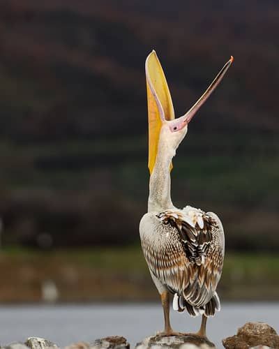 Gribb og pelikaner — 22