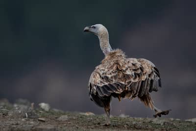 Gribb og pelikaner — 27