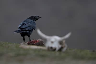 Gribb og pelikaner — 3