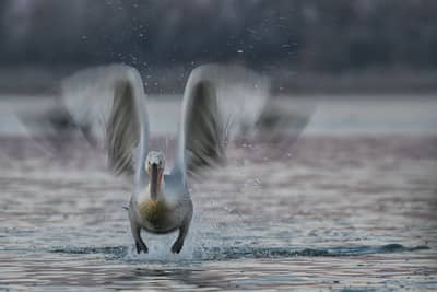 Gribb og pelikaner — 15