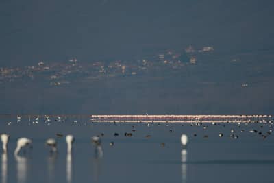 Gribb og pelikaner — 23