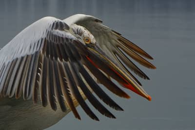 Gribb og pelikaner — 8