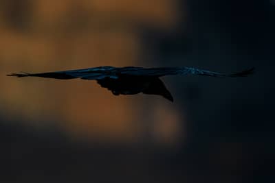 Gribb og pelikaner — 24