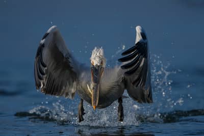 Gribb og pelikaner — 7