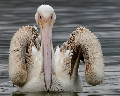 Gribb og pelikaner — 1