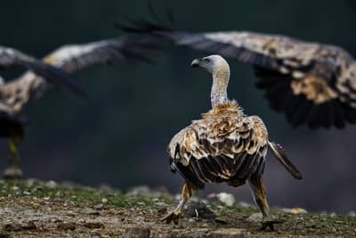 Gribb og pelikaner — 2