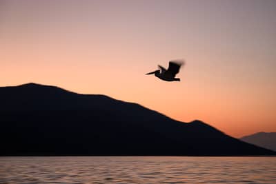 Gribb og pelikaner — 20