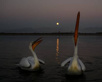 Gribb og pelikaner — 26