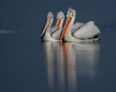 Gribb og pelikaner — 13