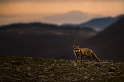 Gribb og pelikaner — 5