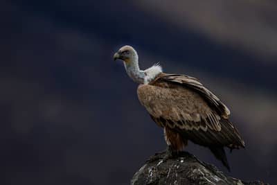 Gribb og pelikaner — 19