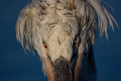 Gribb og pelikaner — 14