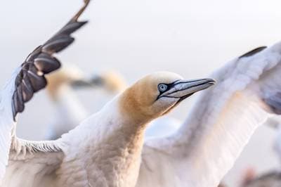 Helgoland (kopia) — 3