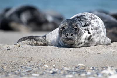 Helgoland (kopia) — 41