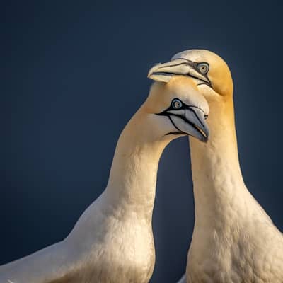 Helgoland (kopia) — 6